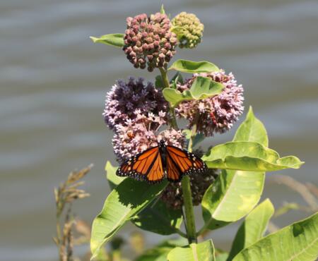 Prairie State Awarded for Mine Reclamation Practices