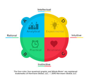 Hermann Whole Brain Diagram